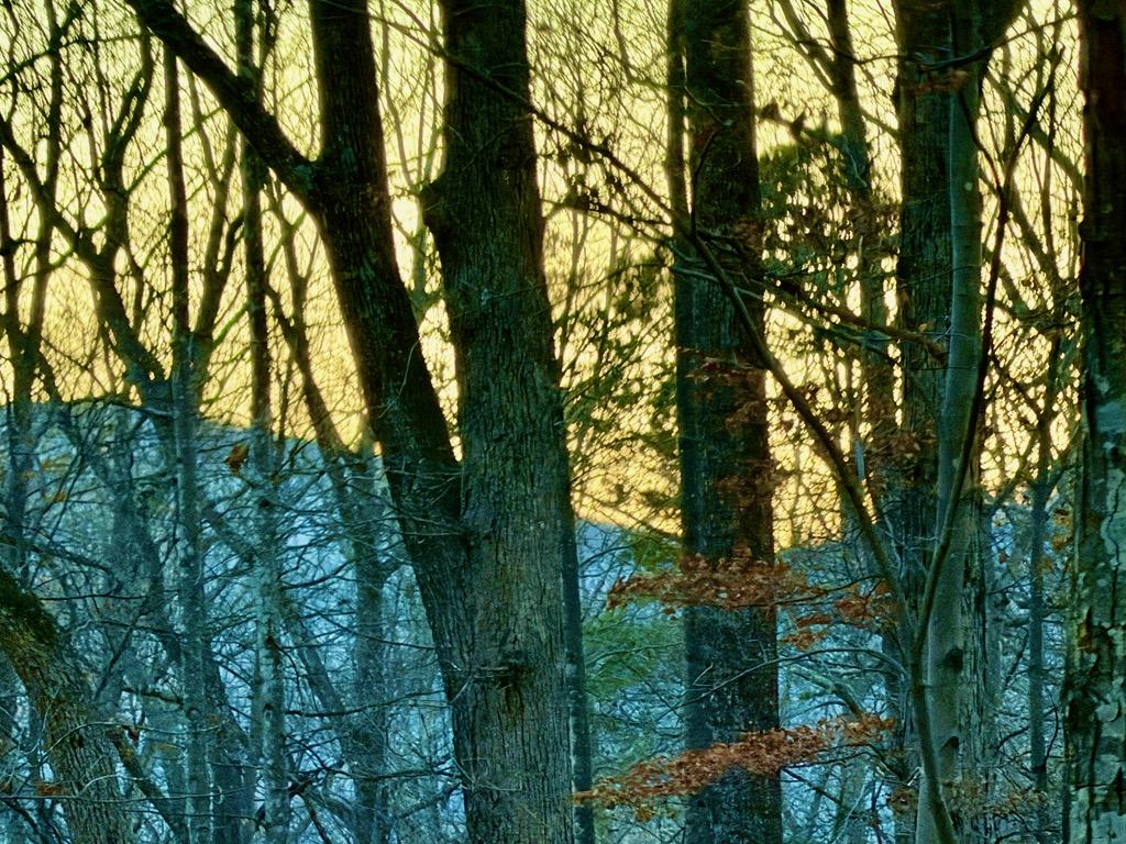 Winter forest sunrise light through trees at Wintergreen